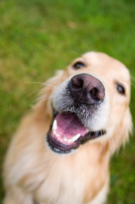 Natural may not be the best for your pet's Dental Health, or "Don't Give a Dog a Bone" | In Your Pet's Best Interest | Scoop.it