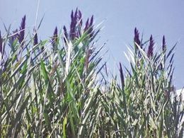Invasive species threatens town river | Plant Pests - Global Travellers | Scoop.it