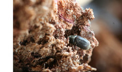 New EPPO Pest Alert: Sakhalin-fir bark beetle | Plant Pests - Global Travellers | Scoop.it
