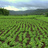 img_Indian Agriculture