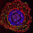 img_Plant Immunity And Microbial Effectors