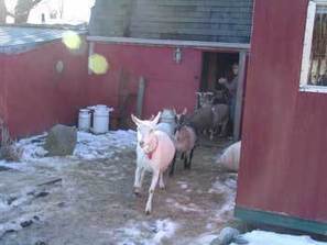 Goats Eat Oats ... and Christmas&nbsp;Trees | Christmas Trees and More | Scoop.it