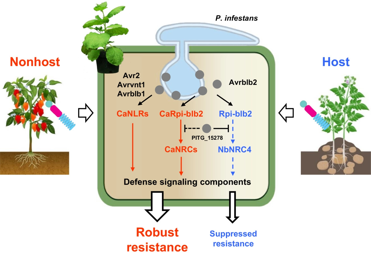 Plant Biotechnol J Nucleotide Binding Leu