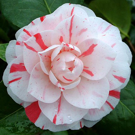 Camellia japonica ‘Lavinia Maggi’ - Our Plants of the Month for March | Plants Of the Month | Scoop.it