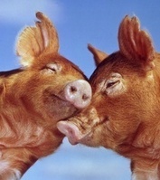 Lives Worth Living - MFA Blog | Compassion in Action | Scoop.it
