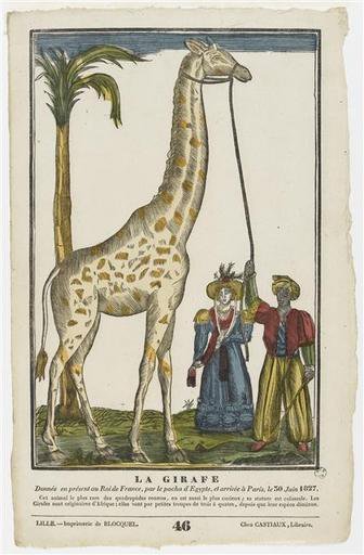 La Girafe et le pacha dans GIRAFE
