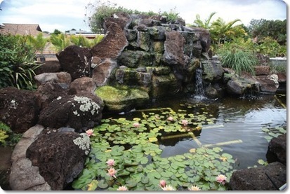 Commercial aquaponics in Hawaii | Restorative Developments | Scoop.it
