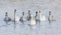 Baby boost for threatened swans | 100 Acre Wood | Scoop.it