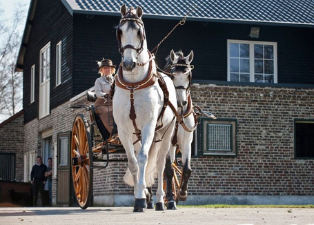 Happy Birthday Danielle VanDer Weil | Carriage Driving Radio Show | Scoop.it