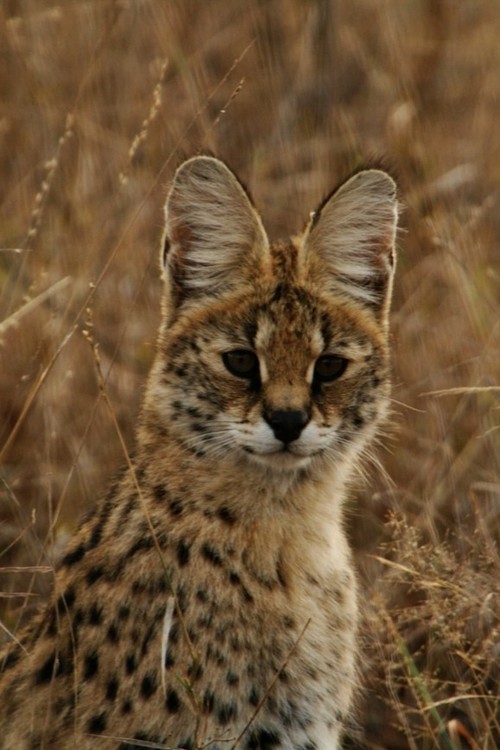 Encourage Conservation of Small Wild Cats GarryRogers Nature Conservation