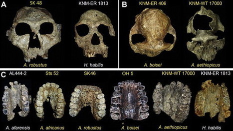 Resultado de imagen para paleoantropología