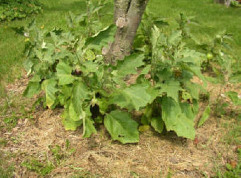 PERMACULTURE EXAMPLES | Permaculture | Scoop.it