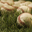 img_Networking Baseball