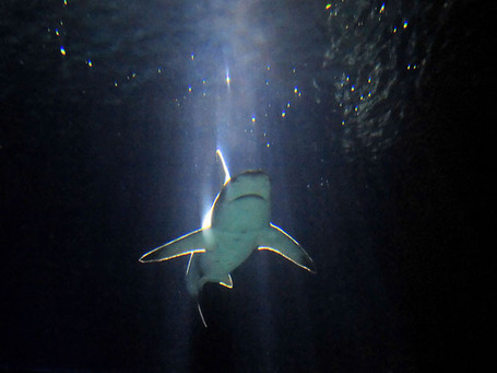 Shark population in decline near populated islands in Pacific | Science & Health | News | National Post | Makamundo (Earthly) | Scoop.it