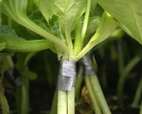 Insurance News - Fruit, vegetable growers set for big Carolina expo | Research from the NC Agricultural Research Service | Scoop.it