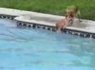 Hero 'Lifeguard' Dog Saves Puppy From Drowning In Pool (VIDEO) | Hope | Scoop.it