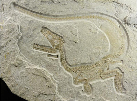 Exceptionally Preserved Fossil Find Suggests All Dinosaurs May Have Been Feathered | Science News | Scoop.it