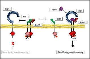 Brassinosteroid receptor bri1