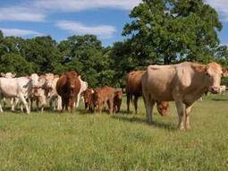 Food For Thought: When Words Mean&nbsp;Everything | The #Agvocate | Scoop.it
