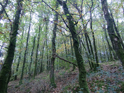Ecologie y es-tu, m'entends-tu ? &laquo; Lettres am&eacute;ricaines | Th&eacute;rapies Br&egrave;ves | Scoop.it