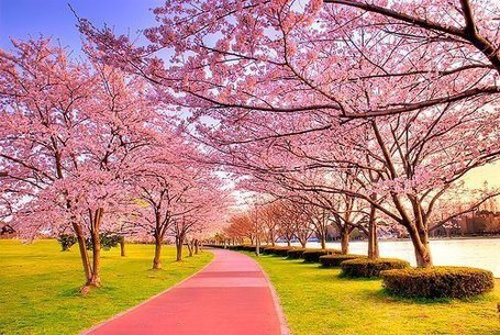 Pink Way... | My Photo | Scoop.it