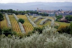 Lungarotti family continues tradition of good stewardship, winemaking innovation | Ess&ecirc;ncia L&iacute;quida | Scoop.it