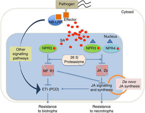 Salicylic Acid Receptors Activate Jasmonic Acid...