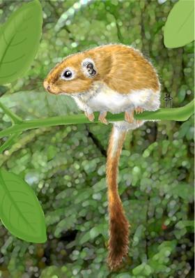 Quand les souris prenaient le radeau... | Revue de web du Mus&eacute;um de Toulouse | Scoop.it