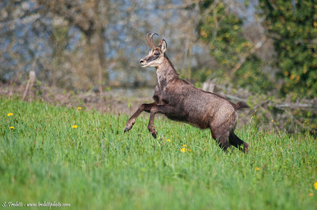 CHAMOIS | Steve Troletti Nature and Wildlife Photographer | Scoop.it