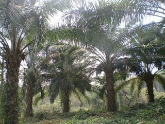 Climate alters global vegetation | Climate change challenges | Scoop.it