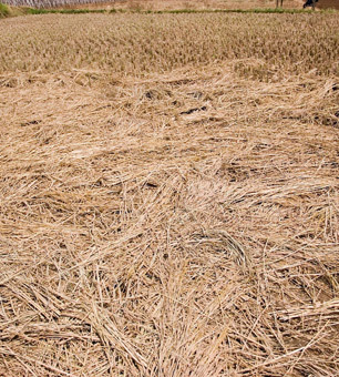 Millions Go Hungry as Congress Considers Food Stamp Cuts and Drought Threatens Crops | Coffee Party News | Scoop.it