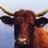 La Gazette des abattoirs