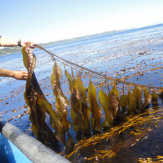 Genetically Engineered Stomach Microbe Converts Seaweed into Ethanol: Scientific American | urban algae | Scoop.it