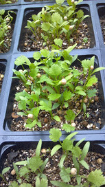 Caley's Kitchen Garden | Natural Soil Nutrients | Scoop.it