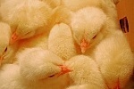 Feeding microbials to chickens leads to mysterious immune response | Research from the NC Agricultural Research Service | Scoop.it