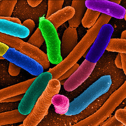Is There Nothing Science Can't Do With E. coli? - Popular Mechanics | Genetic engineering and Human genetics, background reading and resources for IB | Scoop.it
