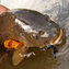 Carp Gain as a Fly-Fishing Favorite - New York Times | Fish Habitat | Scoop.it