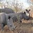 Small victories boost morale -#rhino #fightagainstpoaching | Wildlife and Environmental Conservation | Scoop.it