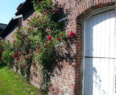 Trois solutions pour couvrir un mur v&eacute;g&eacute;tal | IMMOBILIER 2013 | Scoop.it