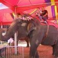 Orange County Fair Elephant Ride is Over - Orange County News - Navel Gazing | Orange County | Scoop.it