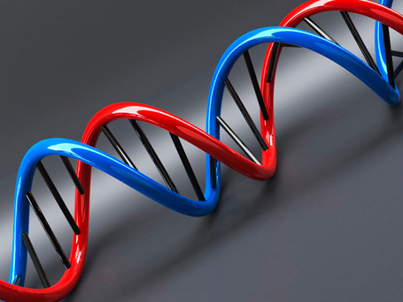 L&rsquo;heure de notre mort est programm&eacute;e dans un de nos g&egrave;ne | Rhit Genealogie | Scoop.it