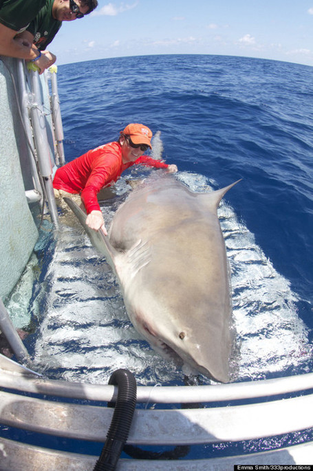 10ft 1000lb bull shark caught in Florida Keys in 150ft of water | Midnight Rambler | Scoop.it