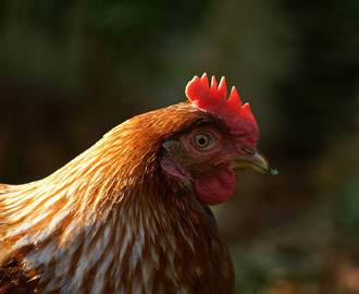 How Your Chicken Dinner Is Creating a Drug-Resistant Superbug | Vertical Farm - Food Factory | Scoop.it