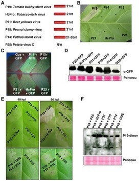 Extreme Resistance as a Host Counter-counter Defense against Viral Suppression of RNA Silencing | Plant Immunity And Microbial Effectors | Scoop.it