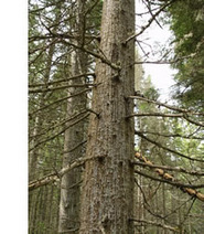 EPPO News: Sakhalin-fir bark beetle - pest alert | Plant Pests - Global Travellers | Scoop.it