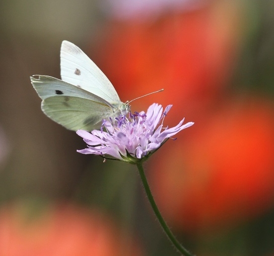 Zones humides - Ramsar - Natura 2000