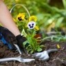 Plantes et jardins