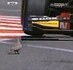 Bird's eye view of the Monaco Grand Prix... but did feathered friend live to tell the tale? | Everything from Social Media to F1 to Photography to Anything Interesting. | Scoop.it