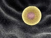 Mouse Model of Human Cancer Cured | ALN | Complex Insight  - Understanding our world | Scoop.it