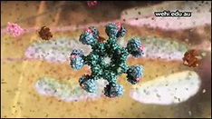 Molecular Movies - A Portal to Cell & Molecular Animation | Science-Videos | Scoop.it